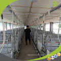 High Quality Pig Farming Equipment Farrowing Crate Pig Cages for Sale